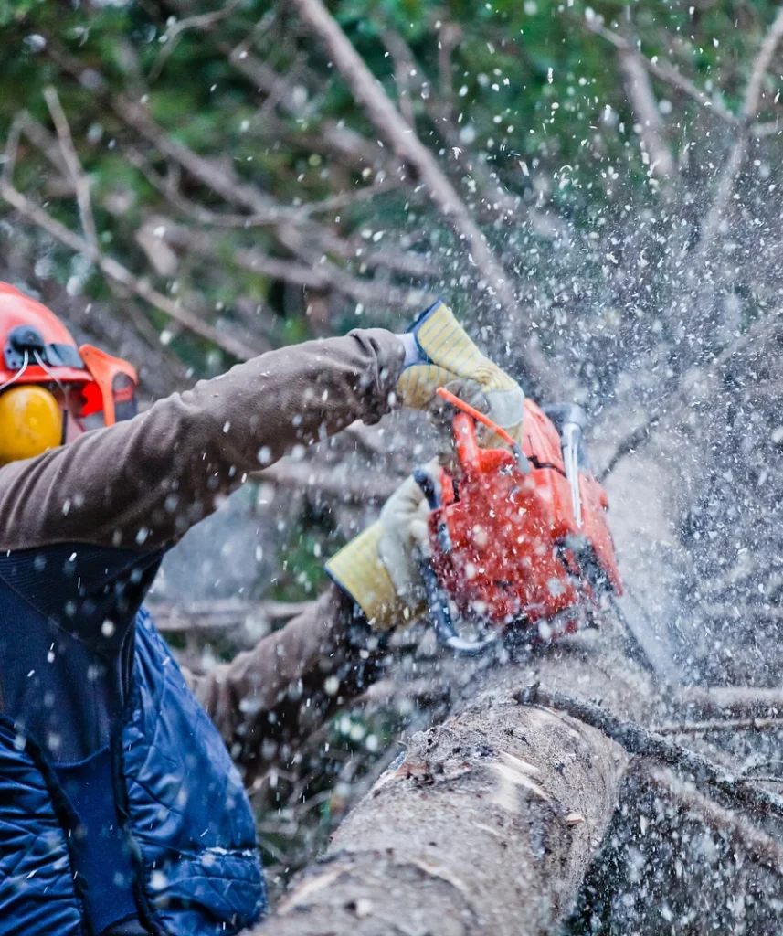 Tree Removal and soft felling